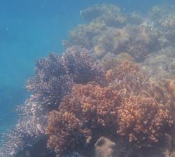 Soft Corals near Chalkie